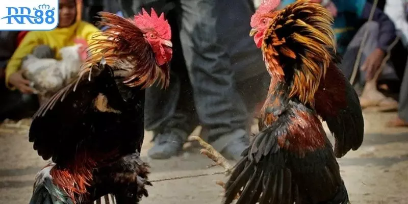 Quy tắc tranh tài mà bạn cần nắm khi tham gia cá cược